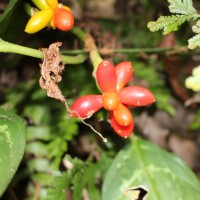 Aglaonema